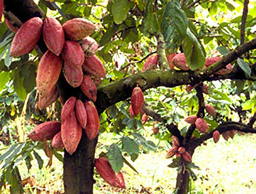 piante cacao 520x393